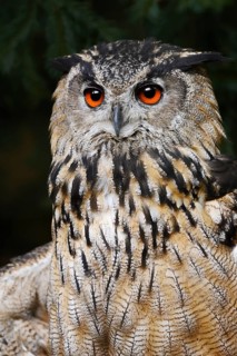 European eagle owl (Bubo bubo), portrait, North Rhine-Westphalia, Germany