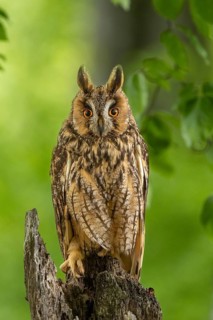 An owl with an alert gaze sits on a branch, surrounded by green foliage in bright daylight,