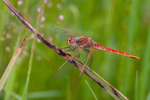 Early bilberry, red-veined darter, sympetrum fonscolombeii, anisoptera, damselflies, dragonflies,