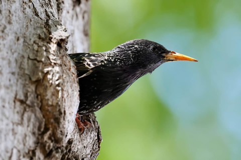 Starling (Sturnus vulgaris), an adult bird peering out of its nesting cavity, North