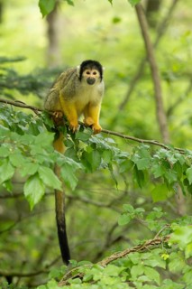 A squirrel monkey sits on a branch, surrounded by dense foliage in the forest, squirrel monkey or