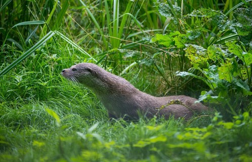 Carnivora, Eurasian otters, Lutra Lutra, predators, mammals, martens, raptors, mammals