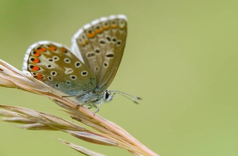 Common blue, common blue, crested blue, polyommatus icarus, blue, butterfly, insects, butterfly,