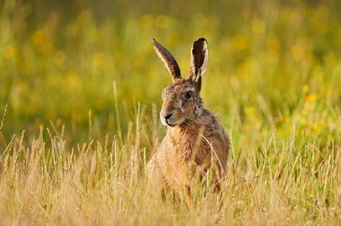 A brown hare (Lepus europaeus) sitting in a meadow, North Rhine-Westphalia, Germany