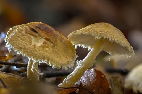 Lepiota clypeolaria, lepiota colubrina, shaggy-stalked lepiota, shield dapperling, woolly booted