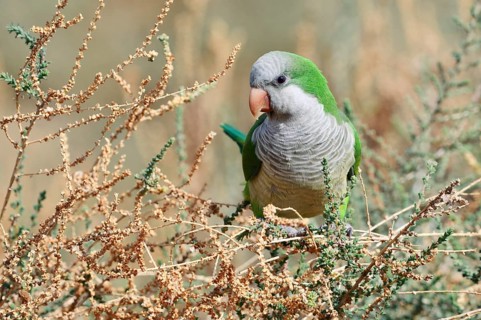 Monk parakeet (Myiopsitta monachus), Fuerteventura, Canary Islands, Spain