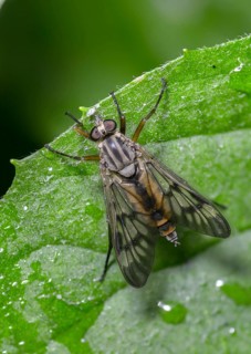 Downlooker Snipefly, Common Snipe Fly, Rhagio Scolopaceus, Snipe Fly, High Size, Portrait Format,