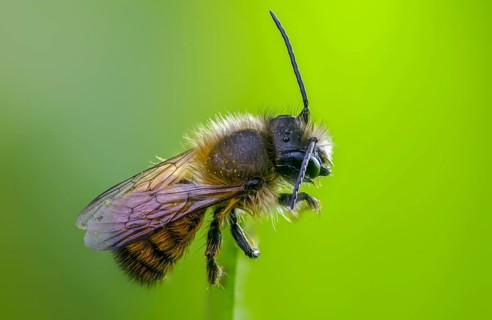 Apidae, bees, horned mason bee, hymenoptera, mason bee, osmia cornuta, insects, male, male