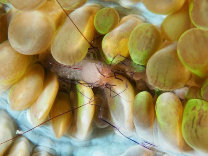 A colourful crab, the Philippine bubble coral shrimp (Palaemonella philippinensis), perched on a