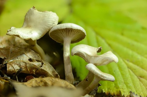 Bitter funnel, chicken run funnel, clitocybe fritilliformis, clitocybe gallinacea, clitocybe