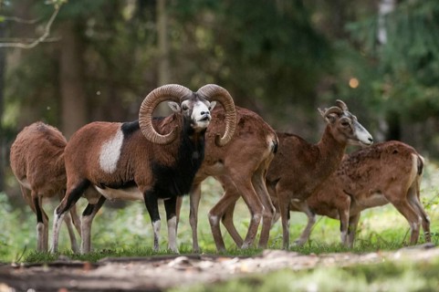 Artiodactyla, even-toed ungulate, mouflon, mouflon, mouflon, ovis gmelini musimon, cloven-hoofed,