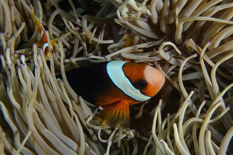 A clownfish, Clark's anemonefish (Amphiprion clarkii), hides amongst the tentacles of a sea