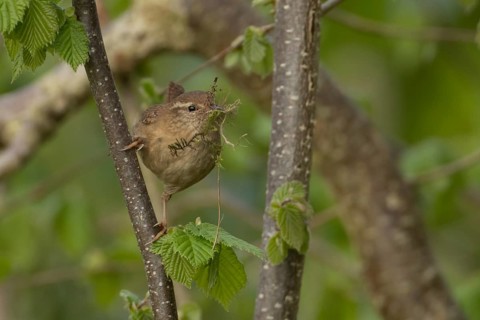 Eurasian wren (Troglodytes troglodytes) adult garden bird carrying nesting material in a hazel tree