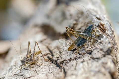Grey bush cricket, deciduous locusts, platycleis albopunctata, tettigonioidea, western bite scare,
