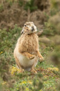 European brown hare (Lepus europaeus) adult animal shaking its body in grassland, England, United