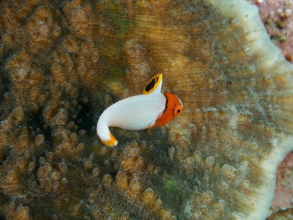 A small fish with orange and white markings, a juvenile spotted parrotfish (Cetoscarus ocellatus),