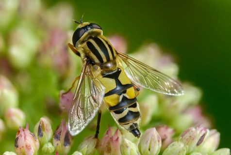 Common tiger hoverfly, common swamp hoverfly, helophilus pendulus, sunfly, swamp hoverfly, insects,