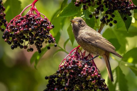 A black redstart (Phoenicurus ochruros) perched on elderberries (Sambucus) in the sunlight,