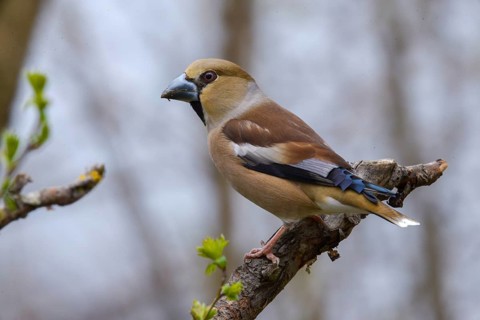 Coccothraustes Coccothraustes, Hawfinch, Heartbiters, Birds, Passeri, Songbirds, Birds