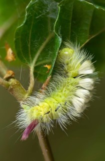 Beech extensor foot, beech redtail, calliteara pudibunda, dasychira pudibunda, elkneria pudibunda,