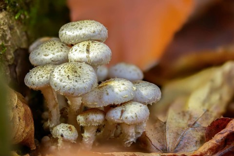 Pale Schueppling, Gummischüppling, Pholiota Gummosa, Straw Pale Schueppling, Fungus, Mushrooms,