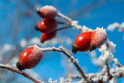 Dog rose, pink canina, dog rose, flora, fruits, dogrose, plants, hoarfrost, rime, winter