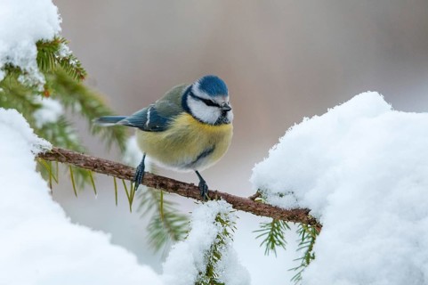 Blue tit, parus caeruleus, birds, tit, passeri, snow, songbirds, snow, songbirds, tits, birds,