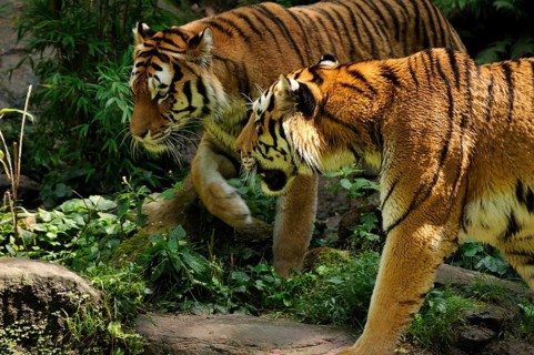 A pair of Siberian tigers (Panthera tigris altaica), Nuremberg Zoo, Am Tiergarten 30, Nuremberg,