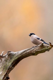 A bird perched on a branch against a blurred background in warm autumn colours: a female bullfinch