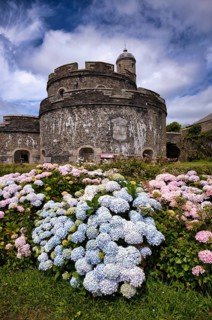 Hydrangeas (Hydrangea) in front of the Tudor Gun Tower, keep, residential defence tower, defensive