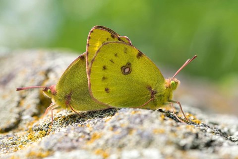 Mount Rana, Bohemian Highlands, Colias Hyale, Czech Republic, yellow haybutterfly, golden eight,