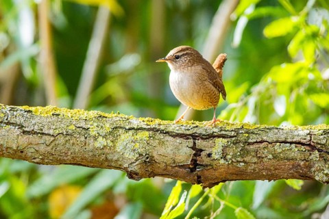 Wren (troglodytes troglodytes) Germany