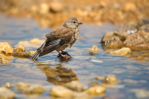 Acanthis cannabina, bloodbird, linaria cannabina, linnet, bath, bird bath, birds, female, hänfling,