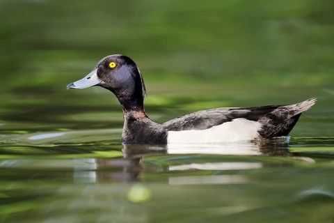 Tufted Duck (Aythya fuligula), a drake swimming, North Rhine-Westphalia, Germany