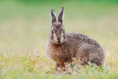 European hare (Lepus europaeus), North Rhine-Westphalia, Germany