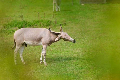 A male Somali wild ass (Equus africanus somaliensis) stands in a green meadow and shakes his head