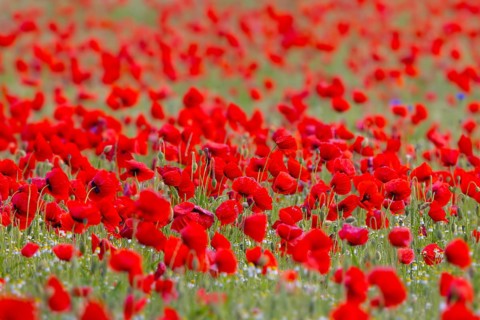Common poppies, red poppy, corn poppies (Papaver rhoeas) flowering in meadow, grassland showing
