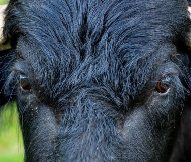 Bavaria, Bubalus Arnee, Even-töd Ungulate, Upper Palatinate, Paudenhufer, Tirschenreuth, Waldnaab,