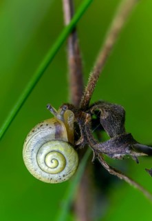 Bush snail, fruticicola fruticum, labelled shrub snail, gastropod, high size, vertical format,