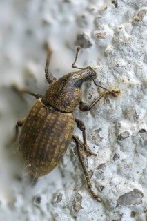 Barynotus obscurus, gloomy clumsy, beetle, coleoptera, high size, portrait, insects, beetles