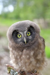Tengmalm's Owl (Aegolius funereus), juvenile, perched on a larch branch, North Rhine-Westphalia,