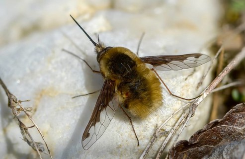 Bombyliidae, Bombylius major, brachycera, flies, large woolswear, woolswear, arge bee-fly, diptera,