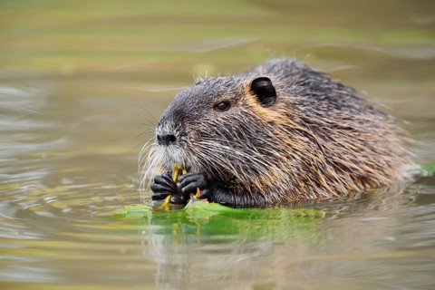 A nutria, beaver rat or swamp beaver (Myocastor coypus) is sitting in the water eating leaves,