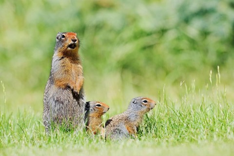 Columbia ground squirrel (Urocitellus columbianus, Spermophilus columbianus), a calling female with