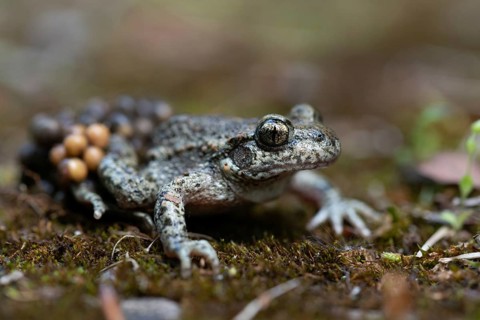 Alytes obstetricans, common midwife toad, obstetrician toad, northern obstetrician toad,