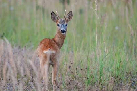 2009, artiodactyla, Brandenburg, Capreolus capreolus, even-töd ungulate, Germany, national natural