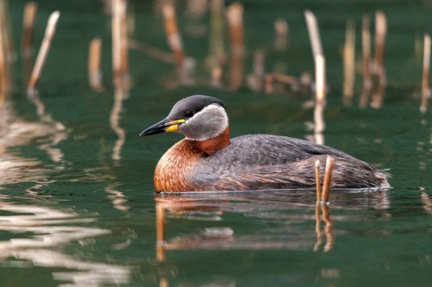 Podiceps grisegena, red-necked grebe, red-necked grebe, birds, grebe, podicipedidae, divers, birds,