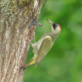 Green Woodpecker (Picus viridis) – a female feeding a chick in a nesting cavity in an old oak tree,