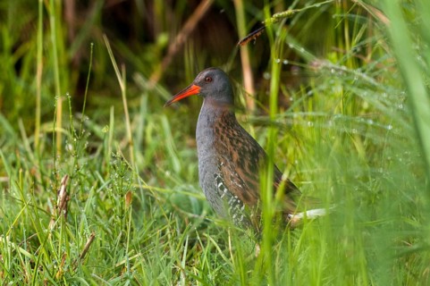 Rallus aquaticus, water rail, birds, gruiformes, cranes, rails, harrows, rallidae, birds,