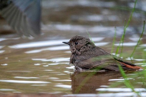 Black redstart, house redtail, Phoenicurus ochruros, bath, bird bath, birds, garden, passeri,